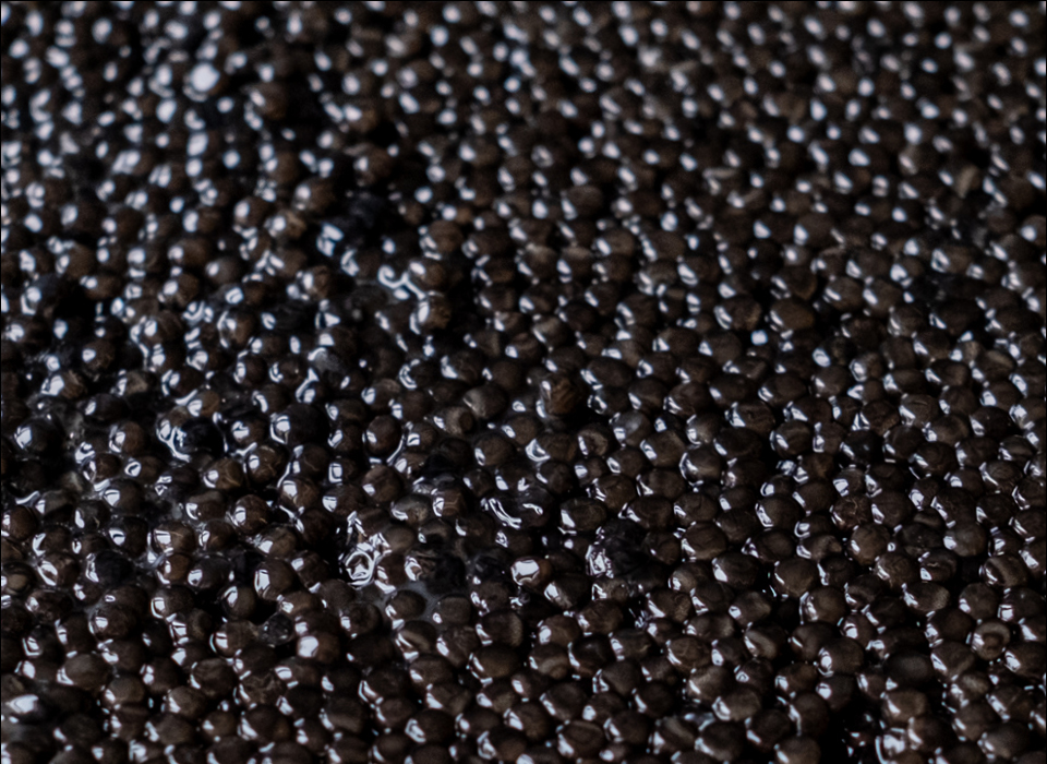 Contessa — catering di ostriche dal vivo per eventi privati e aziendali